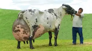 Randall line back cattle☀️Speckle park☀️best cow breed in the world full documentary☀️cow video