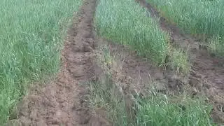 Состояние пшеницы! Эгилопсовое поле!