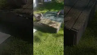 скрадок на яму  готов.