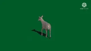 green screen deer !! green screen animal !! green screen video !!