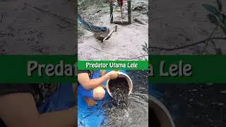ULAR PREDATOR UTAMA LELE