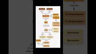 #chromosome #gene #autosome #sexchromosome #genotype #phenotype #homozygous #heterozygous #allele