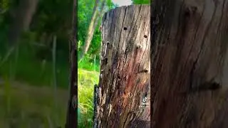 Природа. Красивое видео. Звуки природы. Nature. Sounds of nature. 