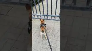 AREA CANI CHIUSA - BULLDOG VS CORONA VIRUS