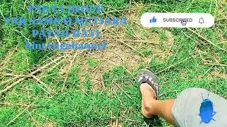 PEMANDANGAN DI TENGAH SAWAH DIIRINGI LAGU HITZ 