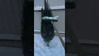 Много снега хорошо для растений.