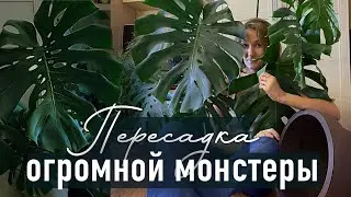 Пересадка огромной монстеры