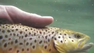 Arizona Brown Trout Underwater Release