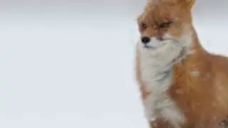 It wimdy