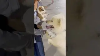 그냥 친해지고 싶었을 뿐인데 🐾👀 #shorts #cute #animals #아기댕댕이 #아기강아지 #pets