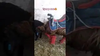 Әркімдікі өзіне тұлпар😅 #youtubeshorts #horse #айғыр #reels #rek #подпишись