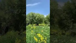 Переехали в горы Джунгарский Алатау. Начало июля.