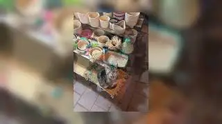 Katzen in Marokko