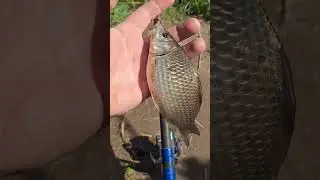 Ловля карася весной