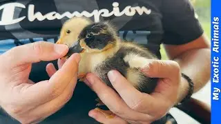 I SAVED the life of my ducklings! Learn from my mistakes.