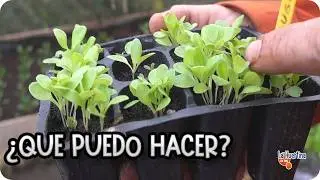 PLANTAS MUY JUNTAS : Como separar plantas REPICADO y ACLAREO En Semillero || La Huertina De Toni
