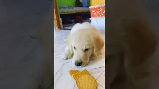 Chiki Ka Training Ho Raha Hai 🤣 