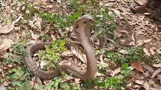 Amazon Sanke Video|Best Sanke Video|