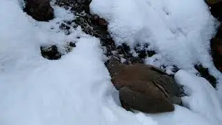 Охота на кеклика  Кыргызстан