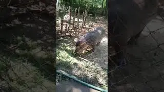 The Real Big 🐷Pig 🤯