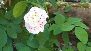 Red aparajita / # Aparajita / Rare Aparajita #clitoria
