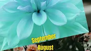 Your Month Your Flower- Birthday Month