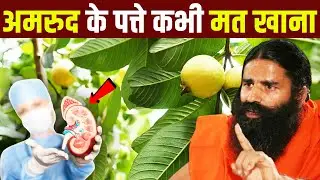 अमरुद के पत्ते खाने से क्या होता है ? || Health Benefits Of Guava Leaves