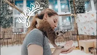 MEERKAT & DOG CAFE // EXPLORING SEOUL, SOUTH KOREA VLOG