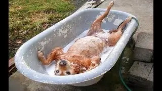 Собаки которые не любят купаться. Приколы с собаками