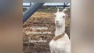 ОБЕЗРОЖИВАНИЕ КОЗЫ резинками .История козы Принцессы.