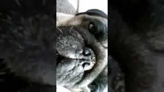 мопс разбойник