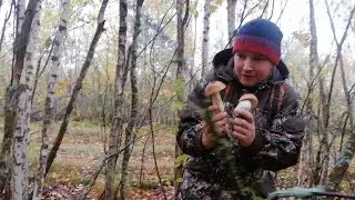 Грибной удар накрыл регион
