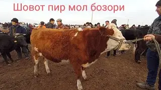 Шовот пир бозори бугоз ва кисир гунажжинлар нархи 1 Декабрь 2021