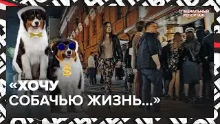Модная СОБАЧЬЯ жизнь | Что делают с собаками | Специальный репортаж