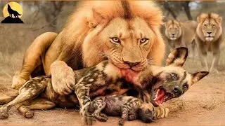 El Misterio de Masai Mara – La Vida Sangrienta de la Manada de Leones | animales salvajes