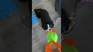 Bernese Mountain Dog Puppy Clenching Tightly To Her New Toy