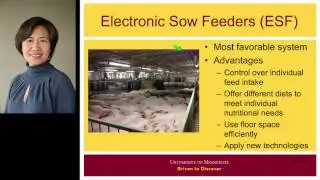Housing and Management Options for Gestating Sows