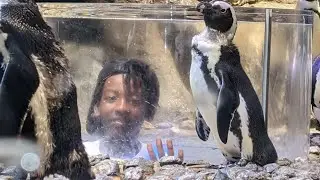 HD3 Hoops At Georgia Aquarium. #sealife #Aquarium #fish #fishing #vlog
