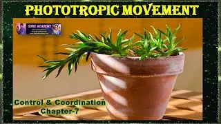 Phototropic Movement | CHAPTER-7 || 