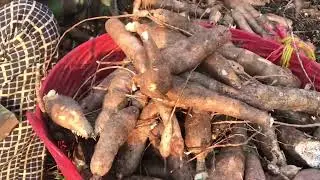 Harvesting cassava most yield
