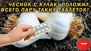 2 грамма этого средства повысит иммунитет ваших растений