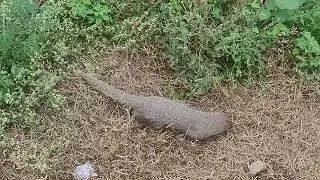 Mongoose | Samsung Galaxy S20 FE 5G