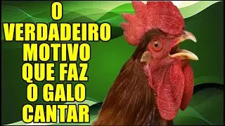 VOCÊ SABE O MOTIVO DO GALO CANTAR? VAI TE SURPREENDRER
