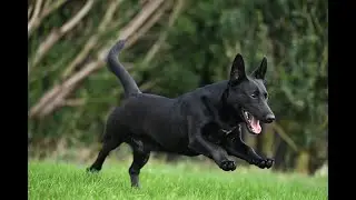 Pflegehund Owen sucht sein Für-Immer-Zu-Hause