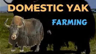 Domestic Yak Farming