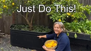 Growing Citrus in Containers: 3 Things I Wish I Knew Sooner
