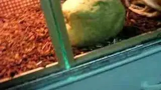 seting up a snakes cage