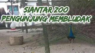 Pengunjung SIANTAR ZOO MEMBLUDAK Hari TERAKHIR Libur Hari Raya 2024