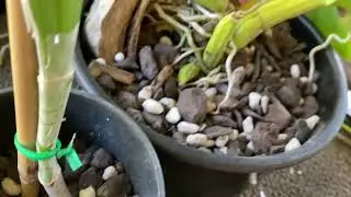 Мультипересадки Каттлей и Кокедамы.. Цветущие Орхидеи.