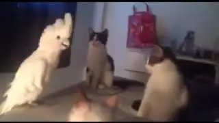 Cockatoo talking imitating cats screaming